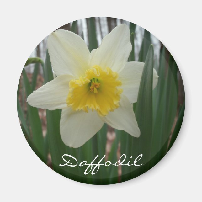 Imán Daffodil Fridge (Frente)
