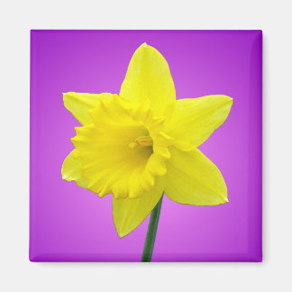 Imán Daffodil galés - III