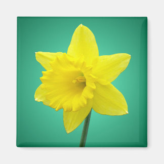Imán Daffodil galés - IV