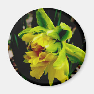 Imán Daffodil Magnet
