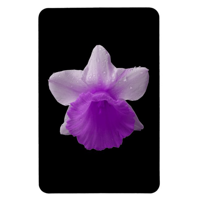 Imán Daffodil Purple Premium (Vertical)