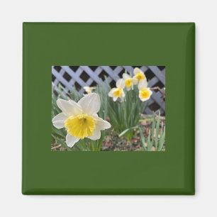 Imán Daffodils amarillos