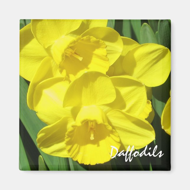 Imán Daffodils Magnet (Frente)