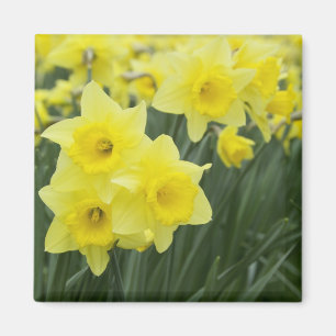 Imán Daffodils RF)