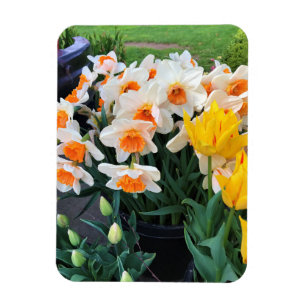 Imán Daffodils & Tulips, Oregón
