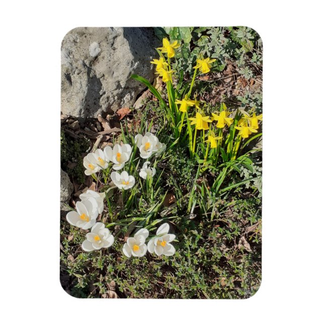 Imán Daffodils y Crocus (Vertical)