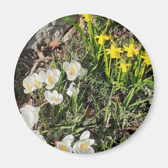 Imán Daffodils y Crocus Magnet (Frente)