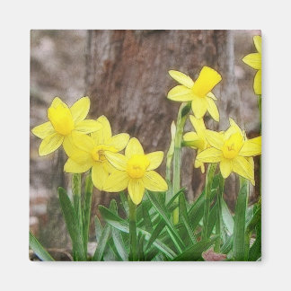 Imán Daffodis Amarillos Brillantes