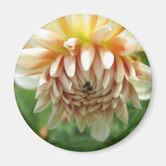 Imán Dahlia