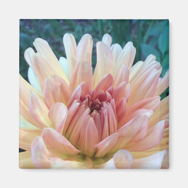 Imán Dahlia: B. Amarillo y Salmón (Frente)