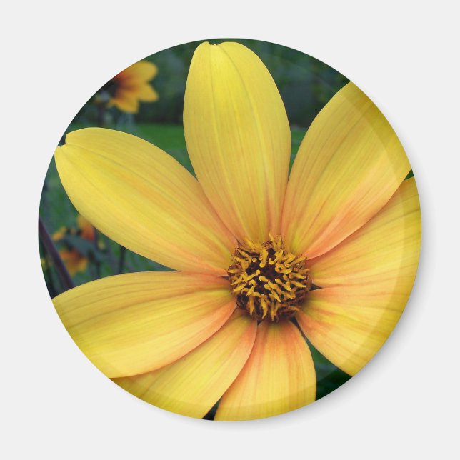 Imán Dahlia Bishop De York (Frente)