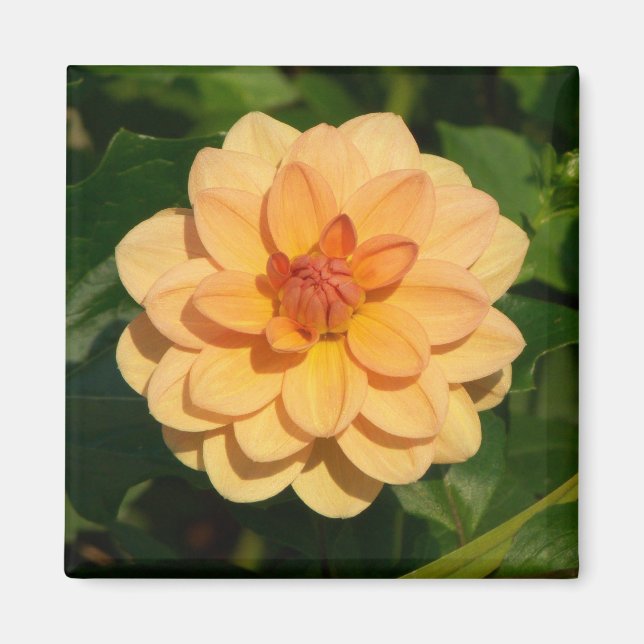 Imán Dahlia 'David Howard (Frente)