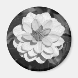 Imán Dahlia 'David Howard' B&W
