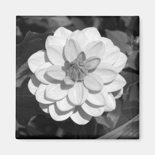 Imán Dahlia 'David Howard' B&W (Frente)