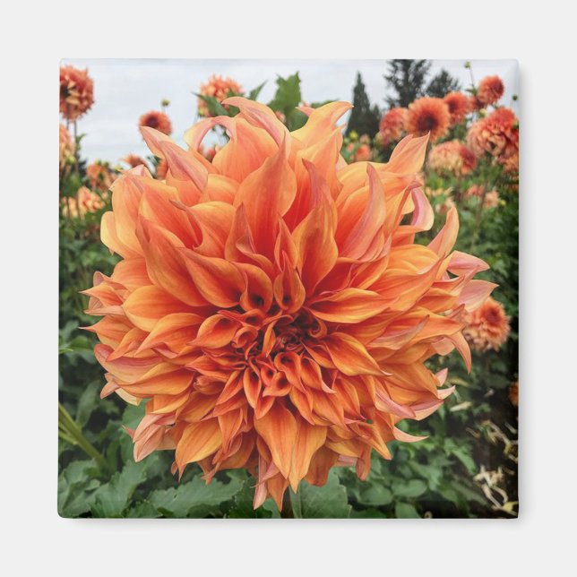 Imán Dahlia de Peach de Sherwood (Frente)