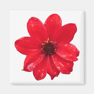 Imán Dahlia en la lluvia