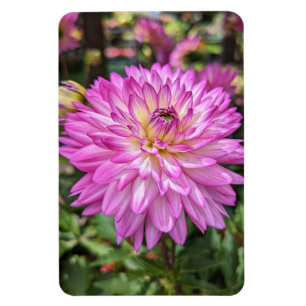 Imán Dahlia Flower Photo Magnet