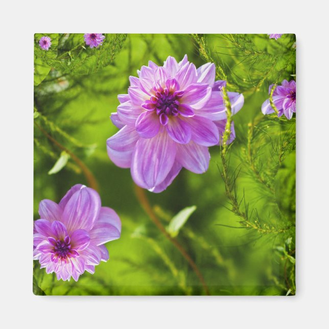 Imán Dahlia Rosa Fantasía (Frente)