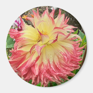 Imán Dahlia rosa y amarillo