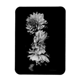 Imán Dahlia Trio negro y blanco