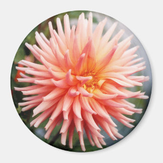 Imán Dahlias Flor Deslumbrante