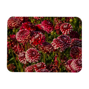 Imán Dahlias, granja de dahlia, Canby, Oregón, EE.UU. 