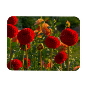 Imán Dahlias, granja de dahlias, Canby, Oregón, EE. UU.