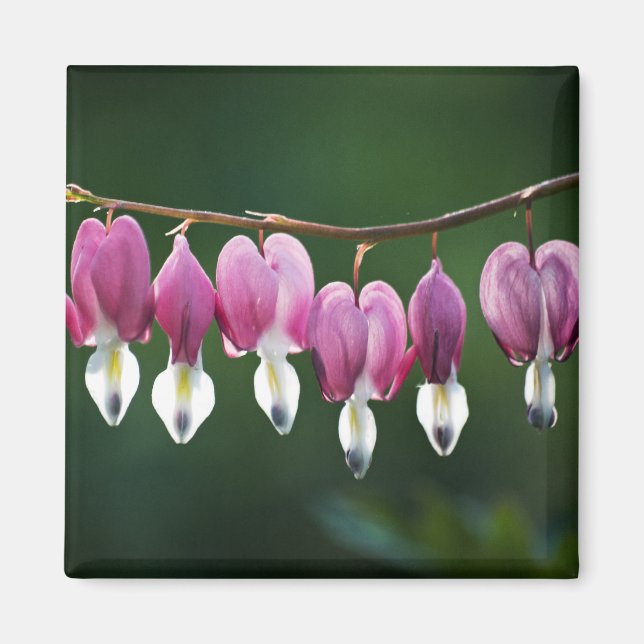 Imán Dainty Hearts Magnet (Frente)