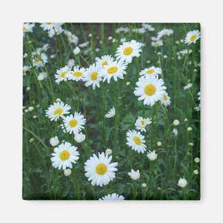 Imán Daisies