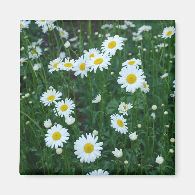 Imán Daisies (Frente)