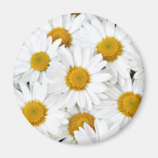 Imán Daisies