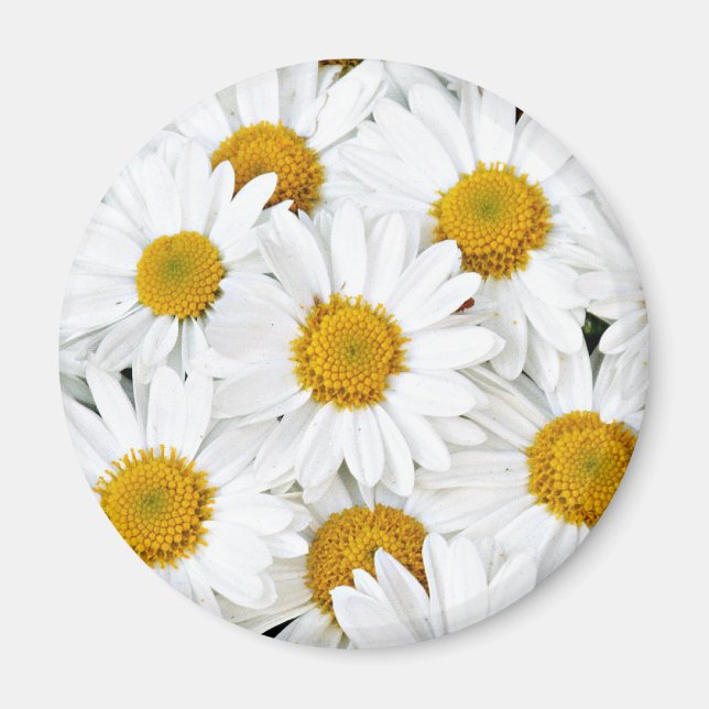 Imán Daisies (Frente)