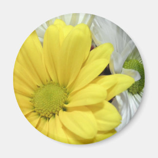 Imán Daisies de margarita blanca amarilla flores foto