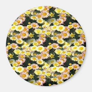 Imán Daisies Galore......