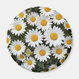Imán Daisies Magnet