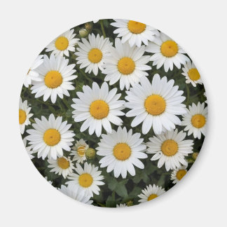 Imán Daisies Magnet