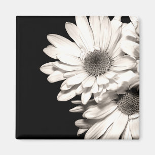 Imán Daisies Magnet