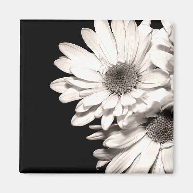 Imán Daisies Magnet (Frente)