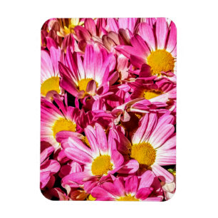 Imán Daisies rosados