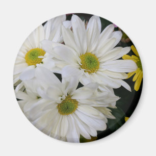 Imán Daisy