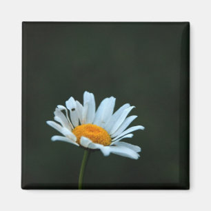 Imán Daisy