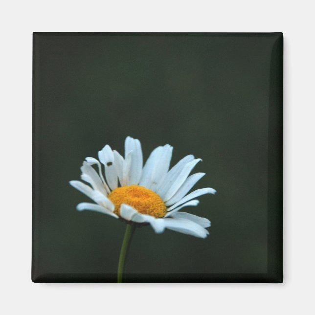 Imán Daisy (Frente)