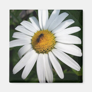 Imán Daisy