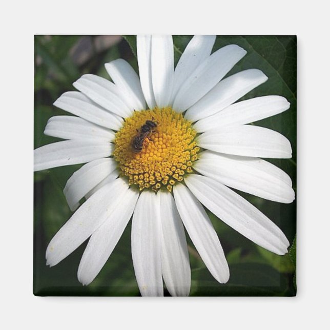 Imán Daisy (Frente)