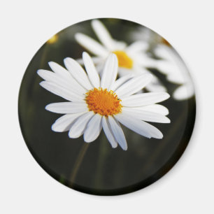 Imán Daisy