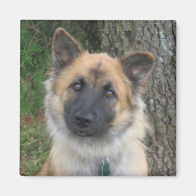 Imán Daisy (Frente)