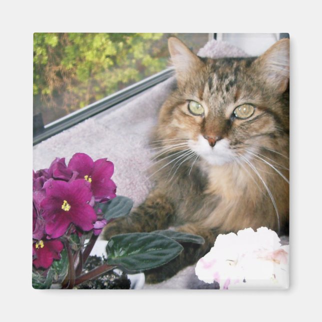 Imán Daisy 4 (Frente)