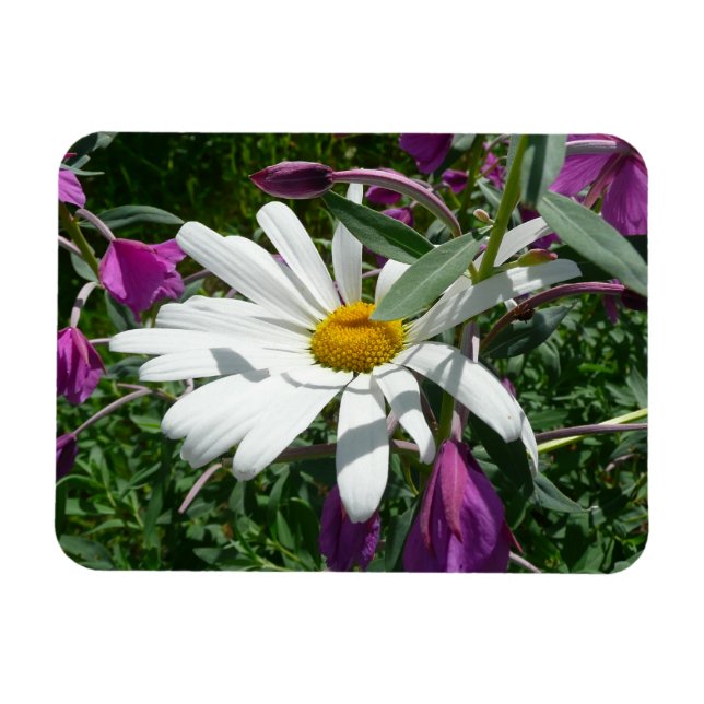 Imán Daisy and Fireweed Wildflower (Horizontal)