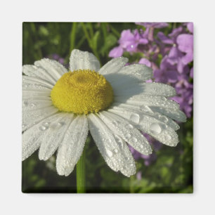 Imán Daisy and Summer Lilac Wildflower
