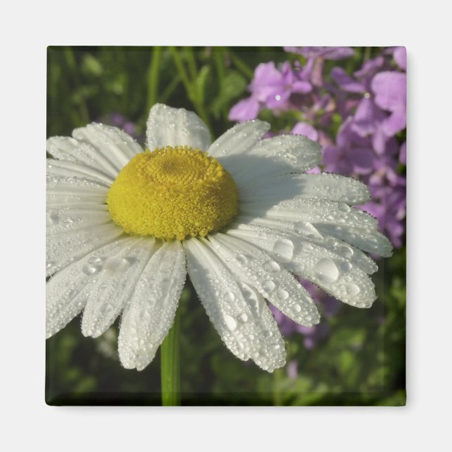 Imán Daisy and Summer Lilac Wildflower (Frente)